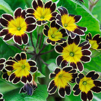 Yellow Black Primrose Flower Seeds 100 pcs
