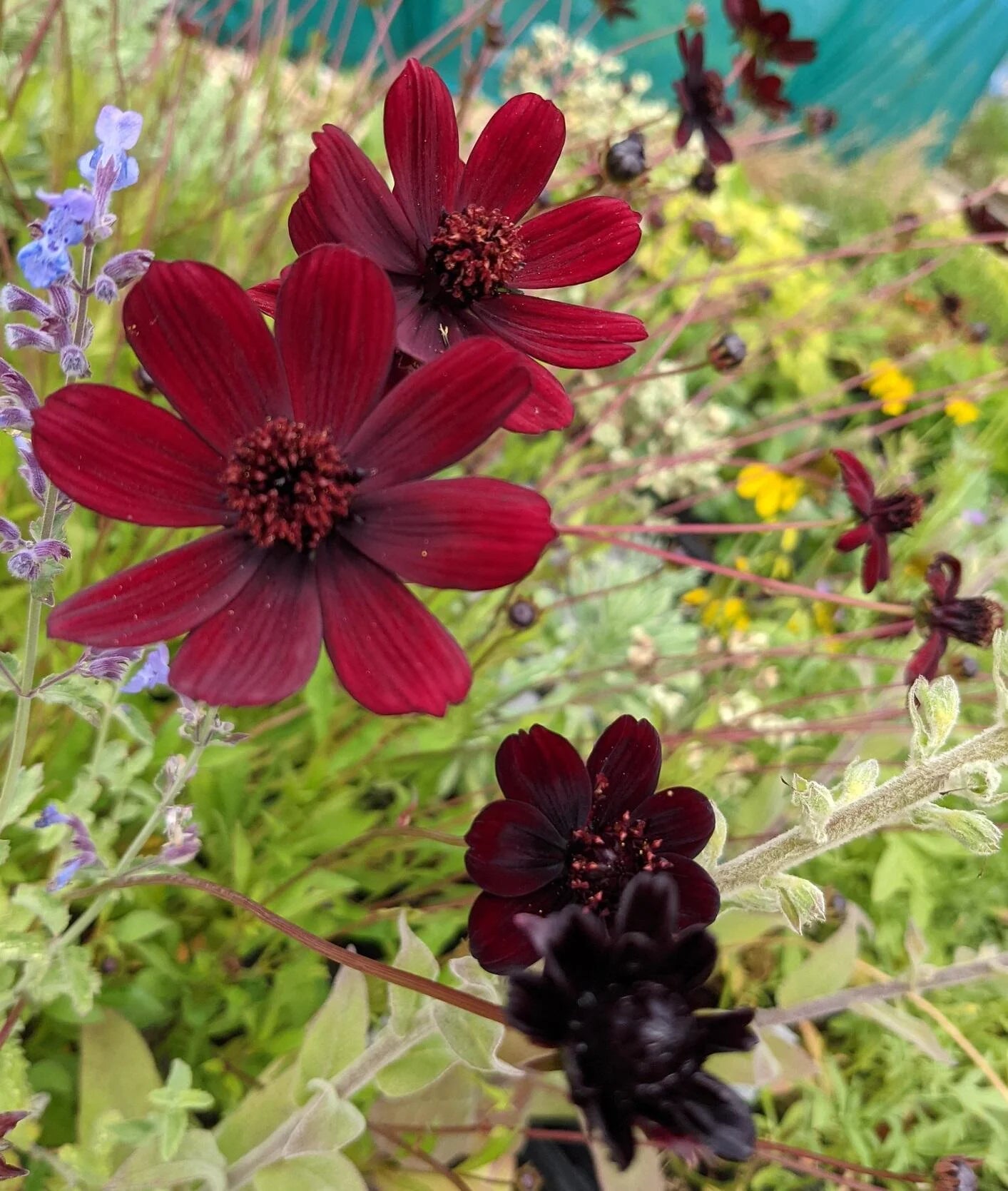 Cosmos atrosanguineus flower seeds for planting in home gardens and flower beds.