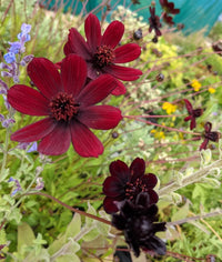 Cosmos atrosanguineus flower seeds for planting in home gardens and flower beds.