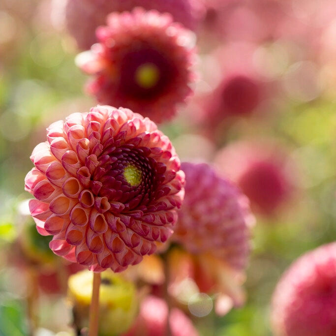 Heirloom Dahlia 'Burlesca' - Mini Ball Flower Seeds for Planting - Non-GMO Garden Seeds