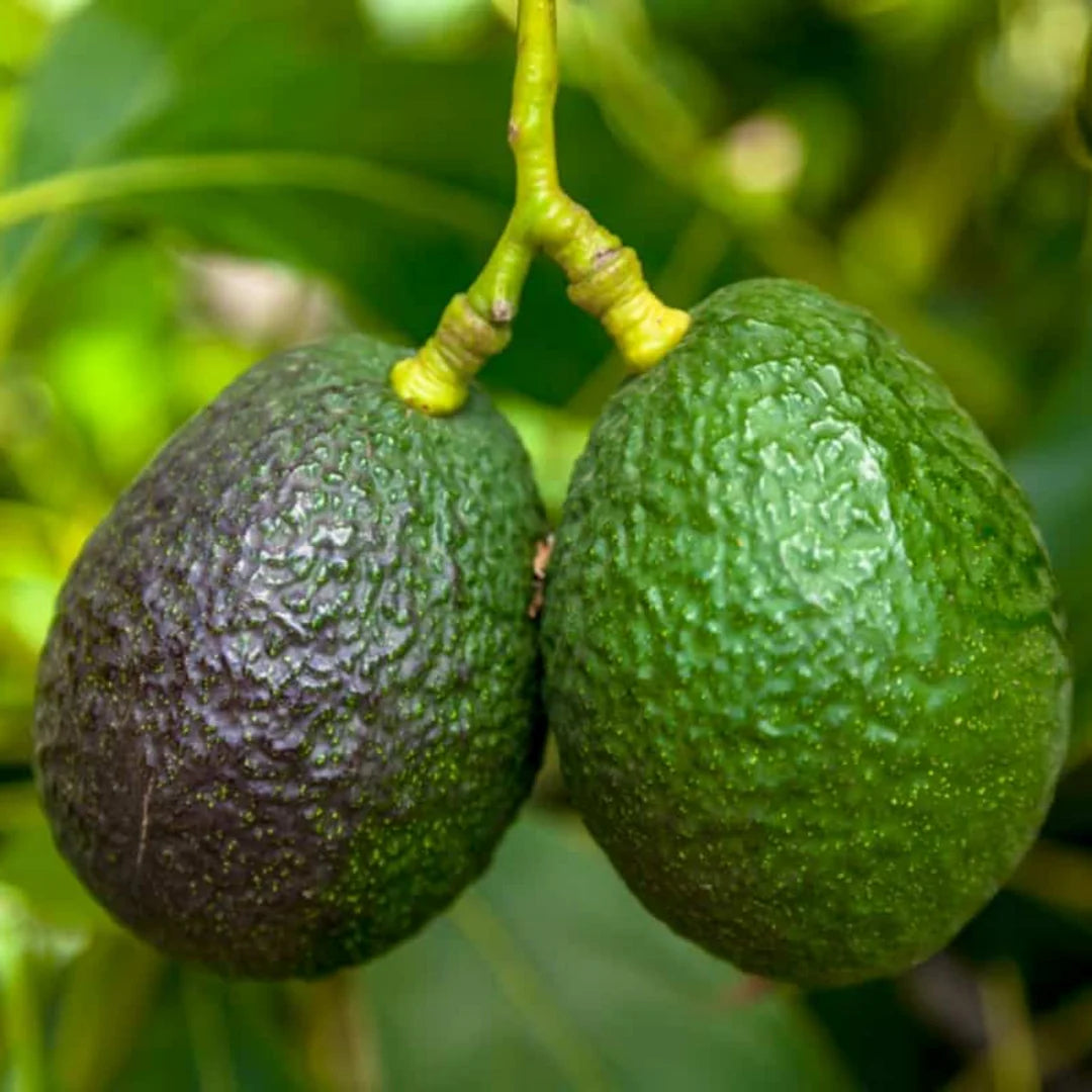 Butter Fruit avocado seeds suitable for orchards, raised beds, and large containers.