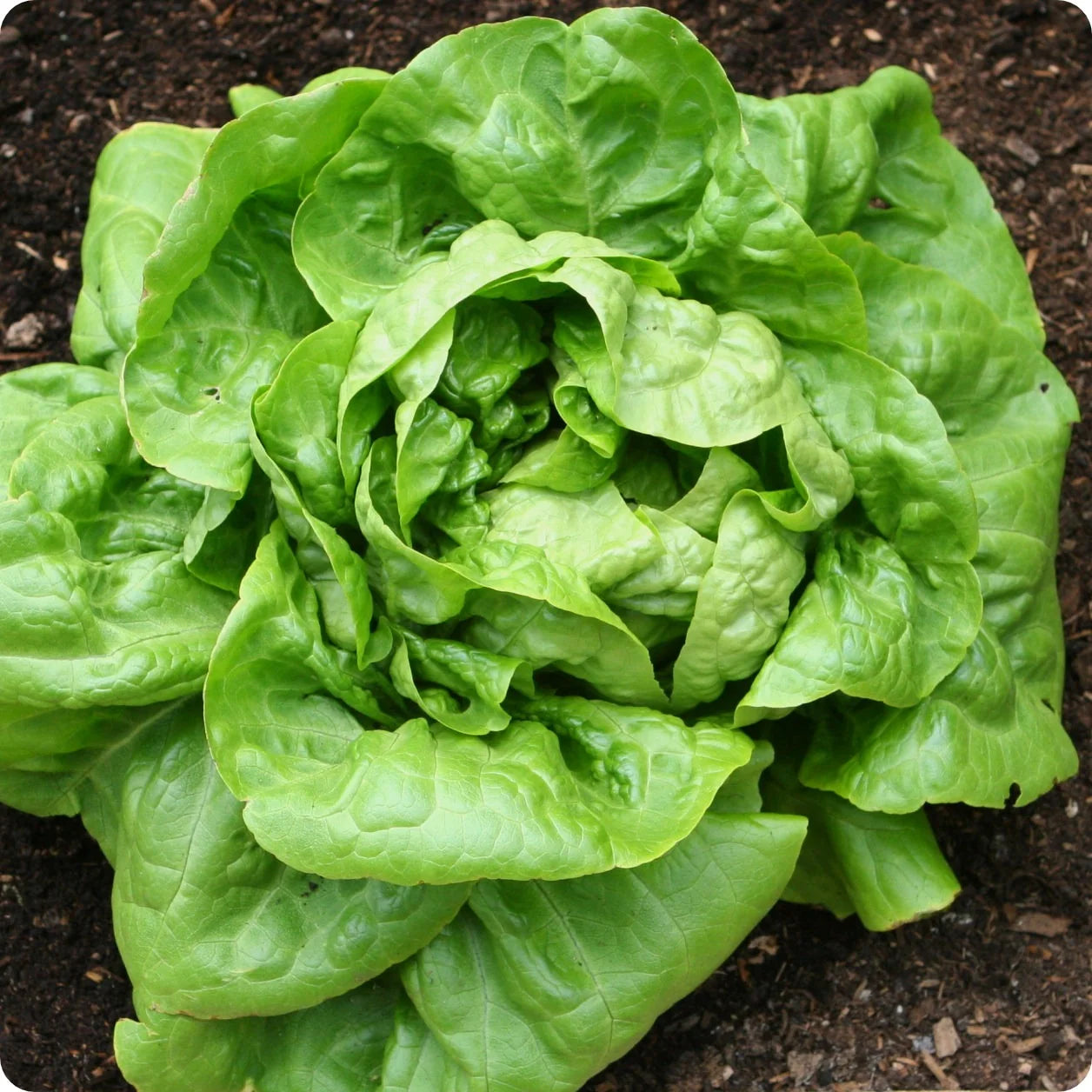 Buttercrunch Lettuce Seeds for Planting