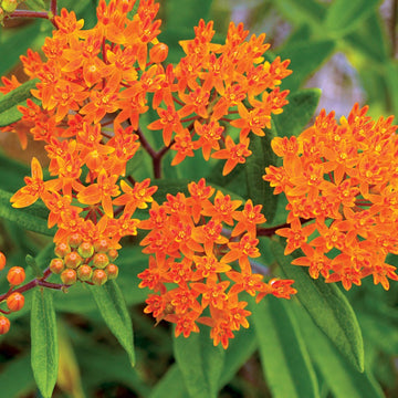Butterfly Weed flower seeds for garden and outdoor planting.