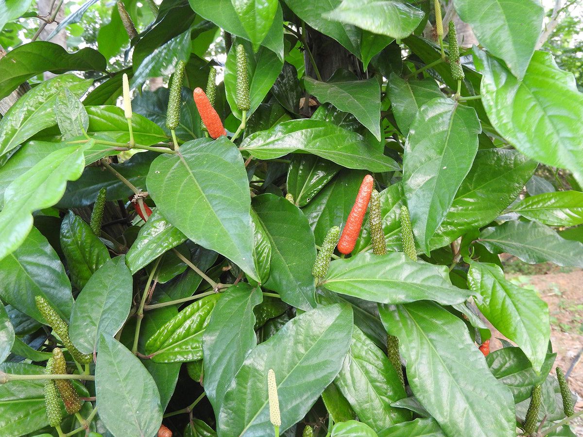 Longum Pepper Seeds for Planting heirloom & Non-GMO Seeds