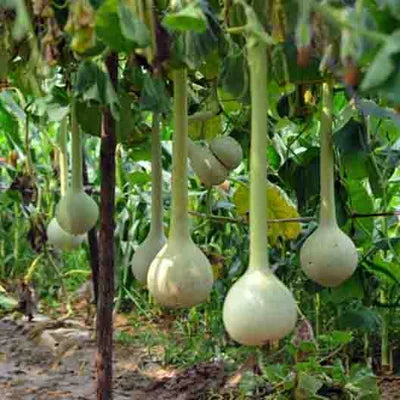 Long Siphon Gourd Seeds for Planting - heirloom & Non GMO Seeds