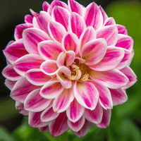 White Pink Zinnia Flower Seeds for Planting â€“ Non-GMO, Heirloom, Vibrant Garden Blooms for planting in home garden