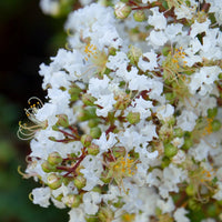 Heirloom Non-GMO White Crape Myrtle Tree Seeds for Garden Planting – Elegant Summer Blooming Tree