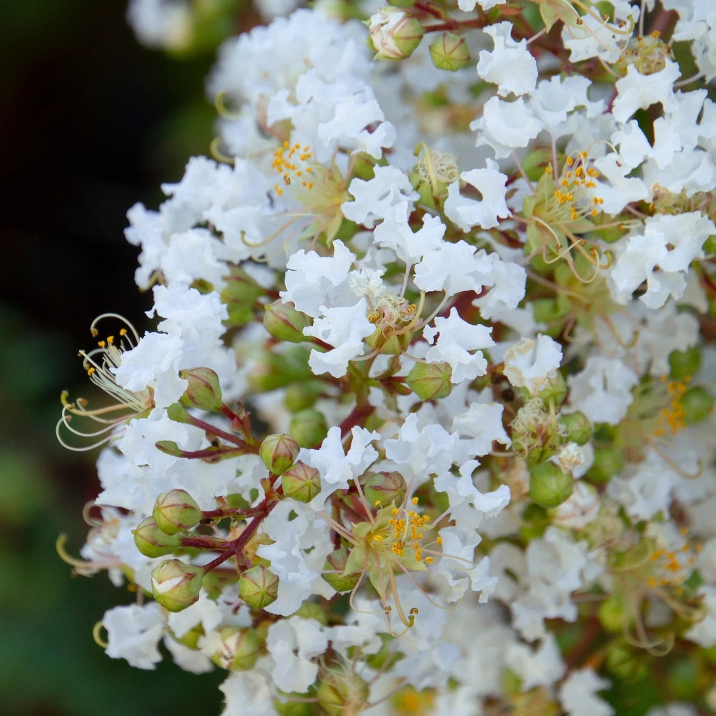 Heirloom Non-GMO White Crape Myrtle Tree Seeds for Garden Planting for planting in home garden