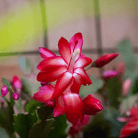 Organic Schlumbergera Flower Seeds Deep Red for Planting – Heirloom, Non-GMO