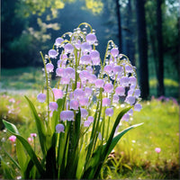 Purple Lily of the Valley flower Seeds for Planting - Non-GMO and Heirloom garden seeds