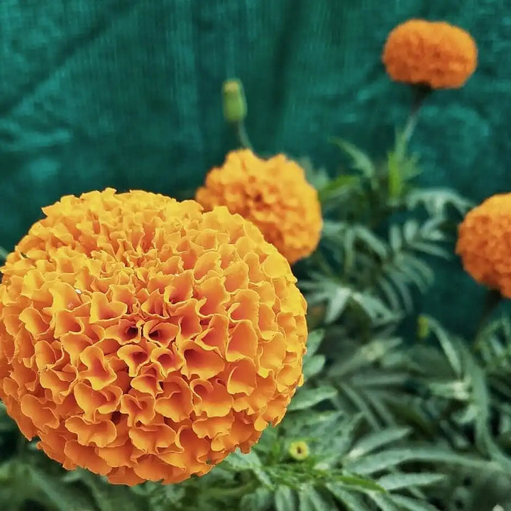 Aztec Marigold Flower Seeds – Heirloom, Non-GMO Flower Seeds for Planting
