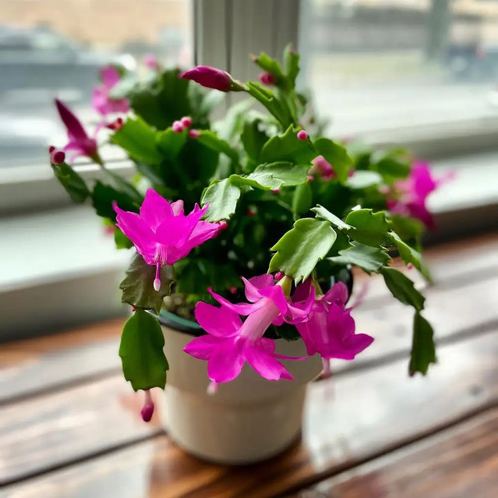 Schlumbergera Flower Seeds Light Pink for Planting, NON GMO Seeds