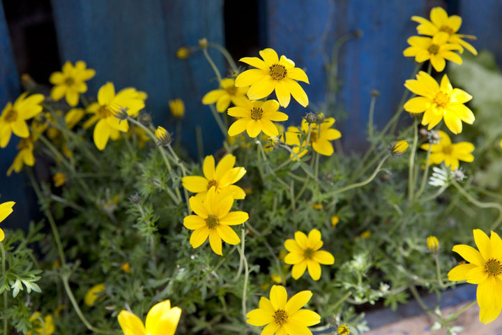 Heirloom Non-GMO Bidens Ferulifolia Flower Seeds for Planting – Bright Pollinator-Friendly Garden Blooms