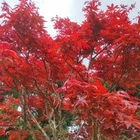 Red Maple tree seeds for planting outdoors in home gardens.