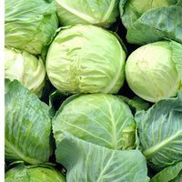 Cabbage Vegetable Seeds for Planting heirloom & Non-GMO Seeds