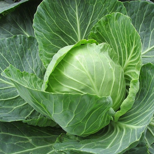 Cabbage Vegetable Seeds for Planting heirloom & Non-GMO Seeds