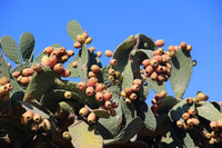 Fresh Kaktusfeige Flower Seeds for Planting - NON GMO Seeds