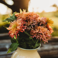 Cactus Flowered Zinnia Mix heirloom seeds for home garden planting