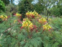 Caesalpinia Gilliesii Flower Seeds â€“ Heirloom, Non-GMO Seeds for Planting Exotic Blooms for planting in home garden