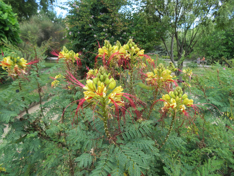 Caesalpinia Gilliesii Flower Seeds â€“ Heirloom, Non-GMO Seeds for Planting Exotic Blooms for planting in home garden