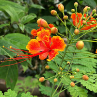 Caesalpinia Flower Seeds 100 pc for Planting 100 pcs