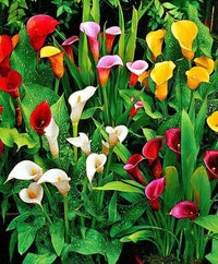Calla Lily flowers growing in an ornamental garden border