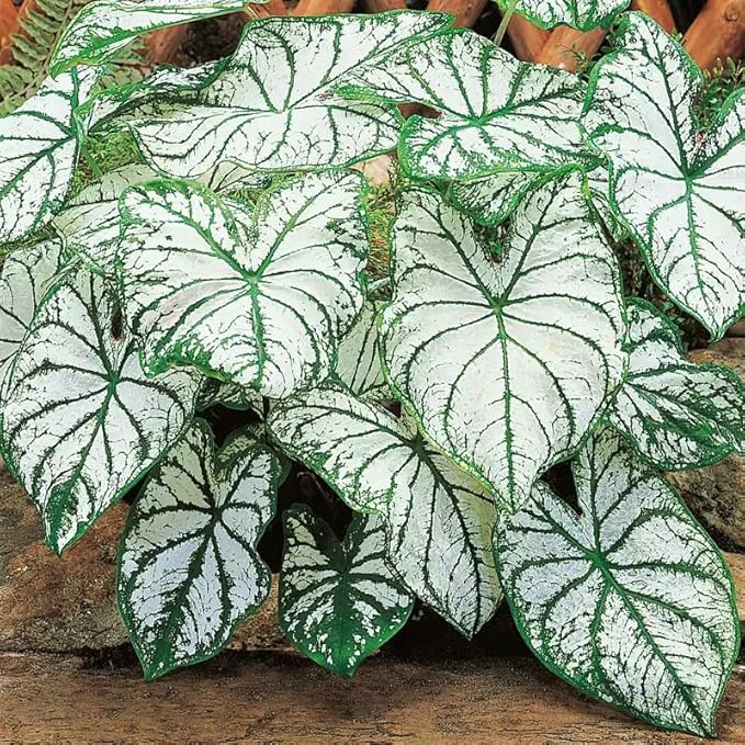 Caladium bicolor ornamental foliage seeds suitable for patios and indoor spaces.