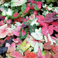 Colorful Caladium Tropical Mix foliage in a garden
