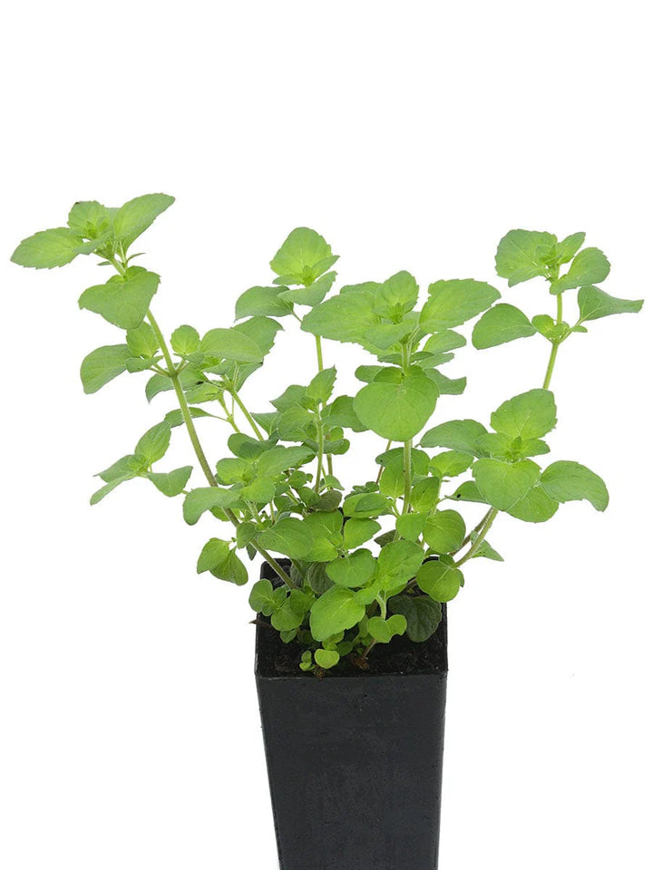 Green Calamintha Herb Plant Seeds for Planting-Garden and Kitchen Use ? Fresh Herb for Your Garden