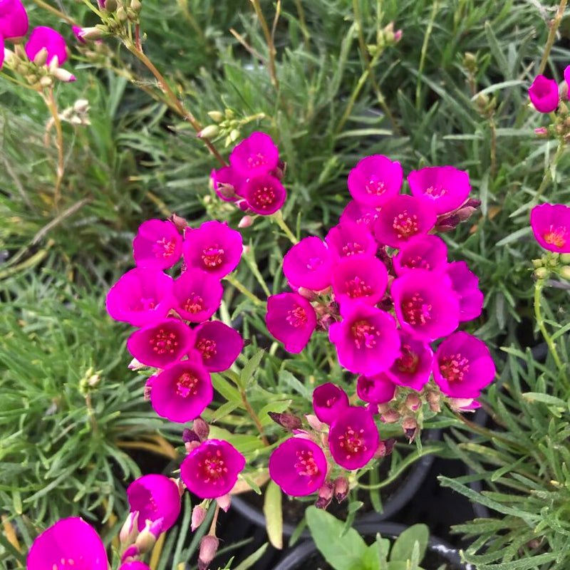 Heirloom Pink Calandrinia Umbellata Seeds, Non-GMO, Drought-Tolerant Flower for Garden Borders
