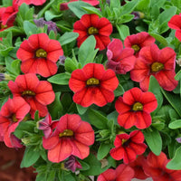 Red Calibrachoa Flower Seeds for Planting -Heirloom & Non-GMO Seeds for planting
