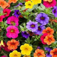 Calibrachoa flower seeds suitable for borders, raised beds, and containers.