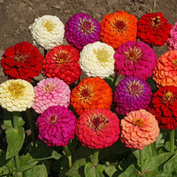 California Giant Mix Zinnia flowers blooming in vibrant mixed colors.