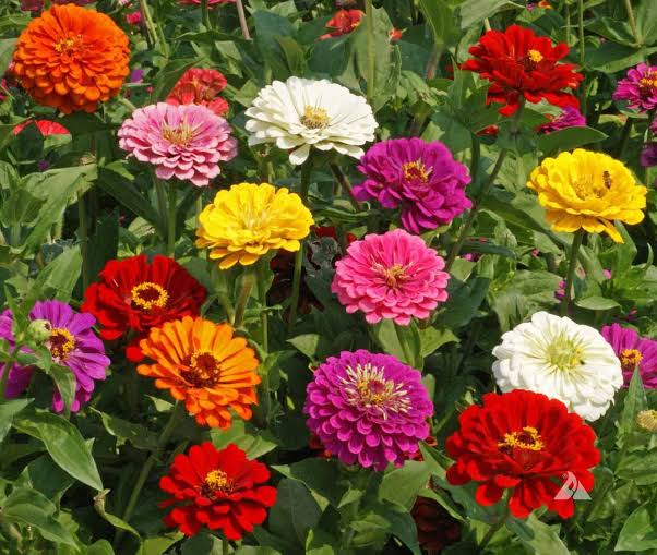 Heirloom California Giant Zinnia flowers blooming in a sunny garden