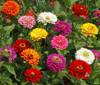 Heirloom California Giant Zinnia flowers blooming in a sunny garden