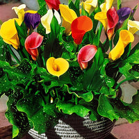 Calla Lily bulbs for planting in home gardens and flower beds.
