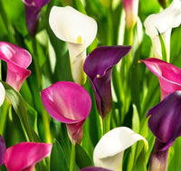 Calla Lily Perennial Flowers Growing in Home Garden