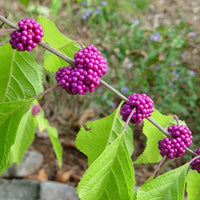 American Beautyberry Fruit Seeds
