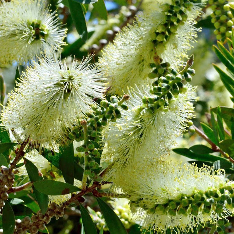 BottleBrush Flower Seeds for Planting, Heirloom, Non-GMO, 100 pcs