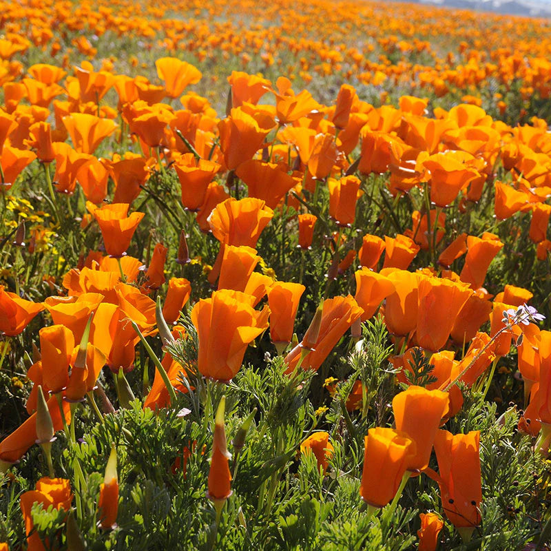 California Flower Seeds Heirloom Non GMO Planting - 100 pcs