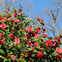 Camellia Burgundy Flower Seeds for Planting - 100 pcs