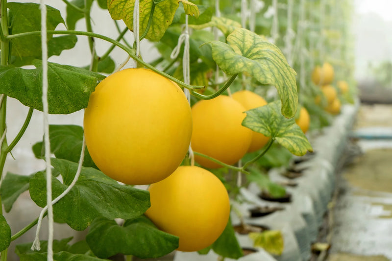 Collective Farm Woman Melon Seeds for Planting heirloom & Non-GMO Seeds