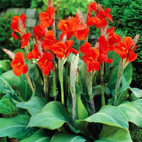Canna Plant Seeds for Planting, 100 pcs