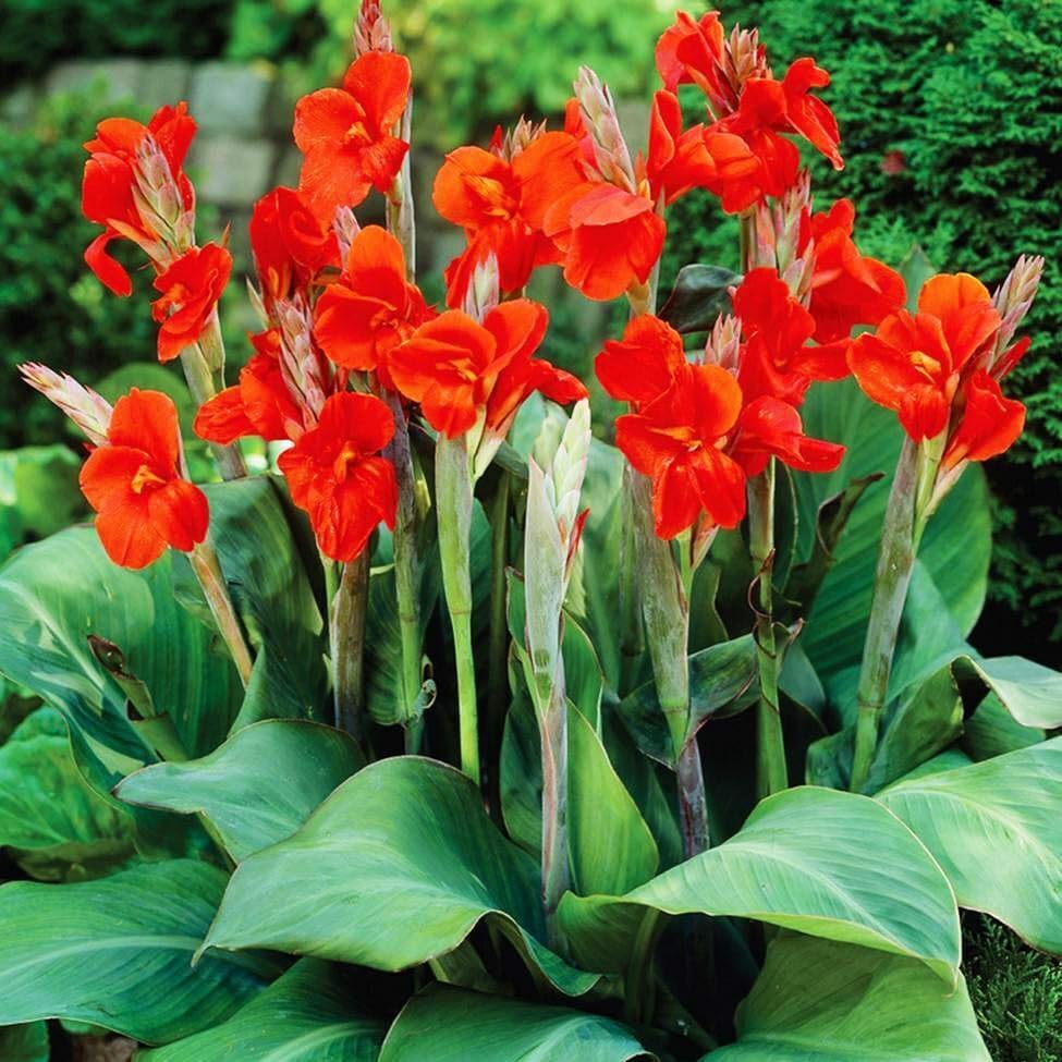 Canna Lily with colorful flowers and broad foliage