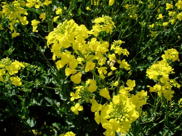 Canola Oil Flower Seeds Heirloom Non GMO Planting - 100 pcs