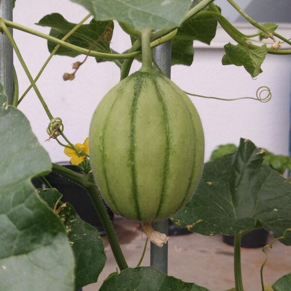 Charentais Vegetable Seeds for Planting - 100 Pcs pcs