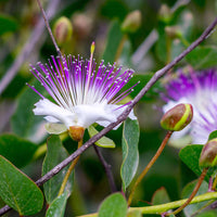 Blue Caper Flower Seeds for Planting - 100 pcs