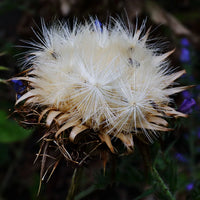 White Cardoon seeds for planting in home gardens and raised beds.