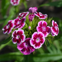 Heirloom Non-GMO White Pink Carnation Flower Seeds for Planting