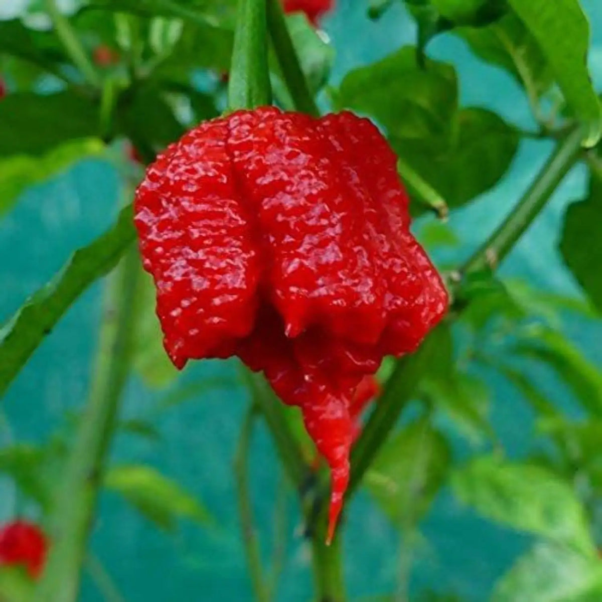 Carolina Reaper pepper plants growing in a sunny vegetable garden.